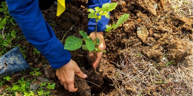 Planting